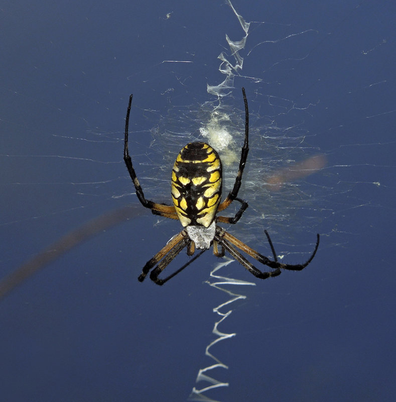 Black and Yellow Garden Spider