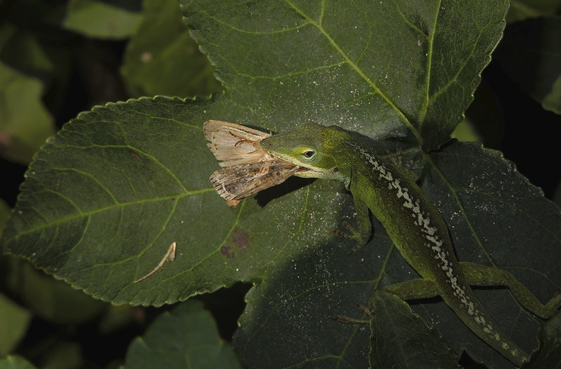 Green Anole Lizard with Moth Prey