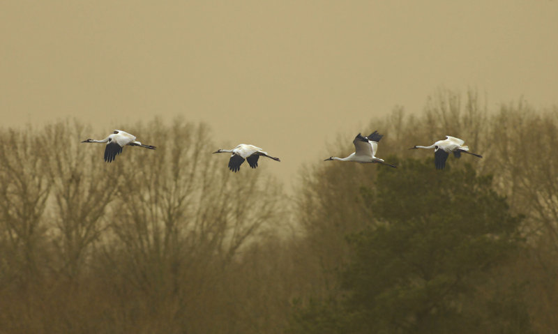 Whooping Cranes Arriving