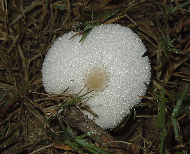 Unidentified Mushroom