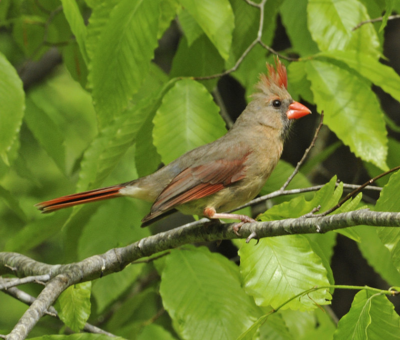 Northern Cardinal