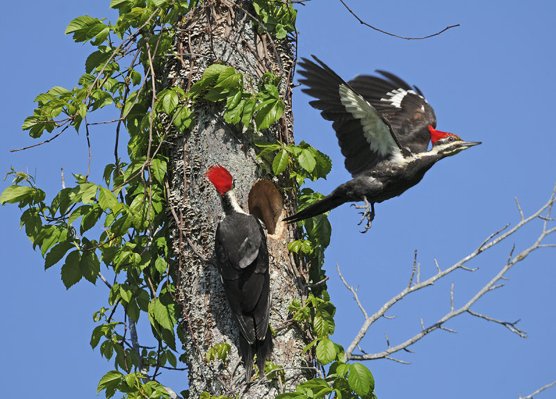 Pileated Woodpeckers