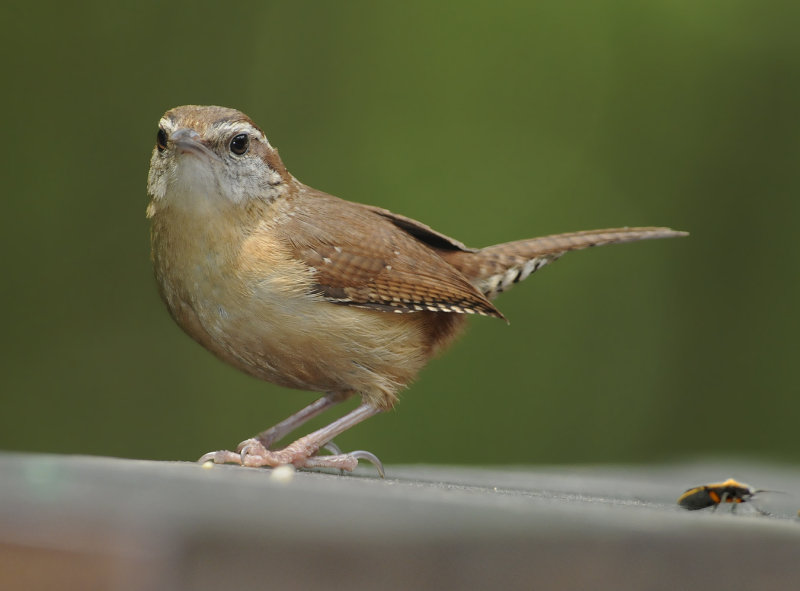 Carolina Wren 