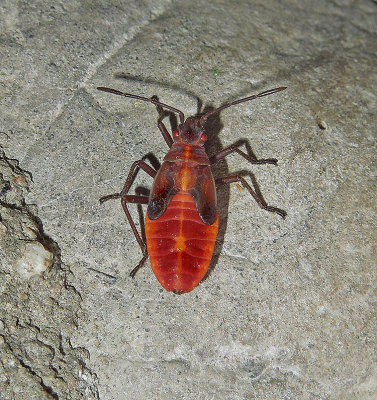 Boxelder Bug Nymph 