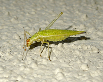 Common Tree Cricket