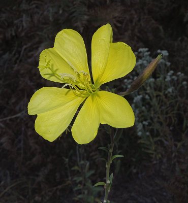 Evening Primrose, Hooker's