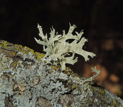 Unidentified Tree Fungus 