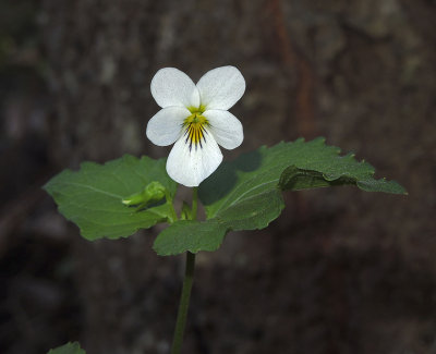 Violet, Canadian White