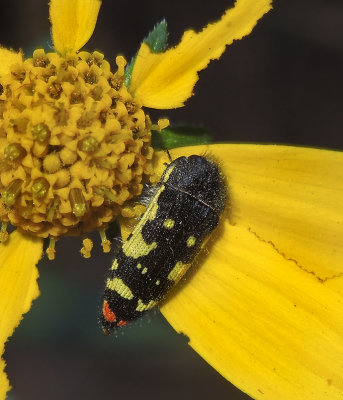 Metallic Wood-boring Beetle