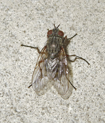 House Fly