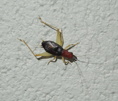 Red-headed Bush Cricket 