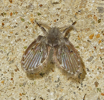 Moth and Sand Flies