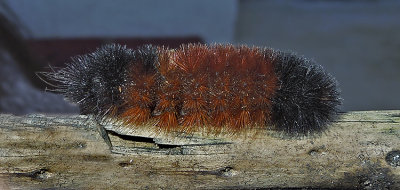 Isabella Tiger Moth Caterpillar (8129)