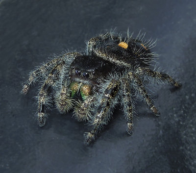 Phidippus audax