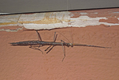 Northern Walkingstick