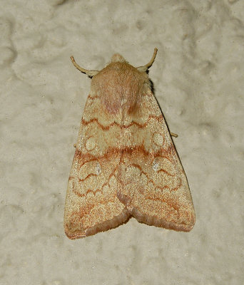 Sunira decipiens (9958)