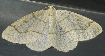 Hemlock Looper Moth (6888)