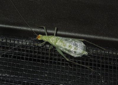 Common Tree Cricket (varicornis group)