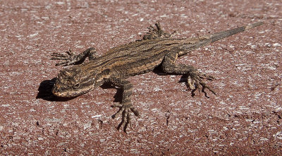 Long-tailed Brush Lizard 