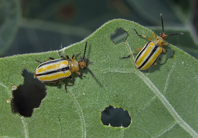 Three-lined Lema Beetle