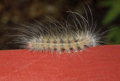 Fall Webworm Moth Caterpillar (8140) Southern Race