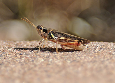 Spur-throated Grasshopper 