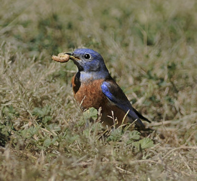 Western Bluebird Male 