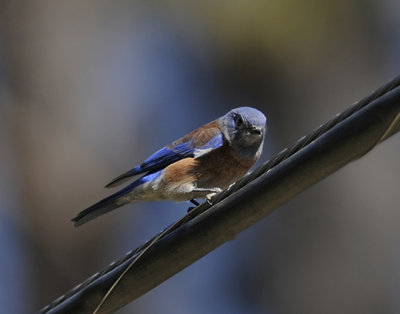 Western Bluebird Male 