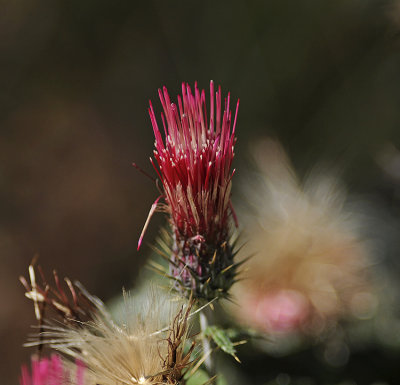 Thistle, Arizona 