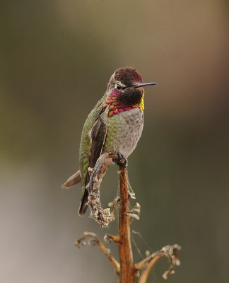 Annas Hummingbird