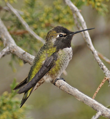 Anna's Hummingbird