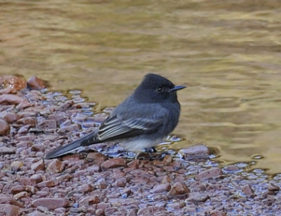 Black Phoebe 