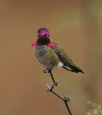 Anna's Hummingbird