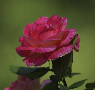 Late Blooming Rose