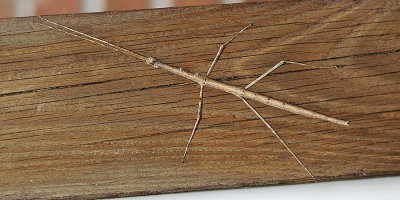 Northern Walking Stick 