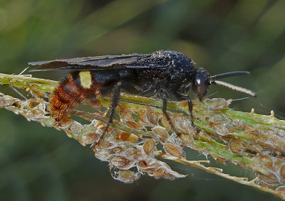 Blue-winged Wasp 