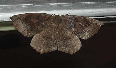 Curved-toothed Geometer Moth (6966)