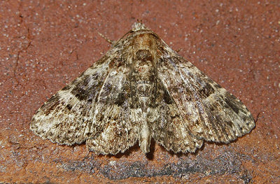 Common Fungus Moth (8499)