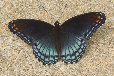 Red-spotted Purple 