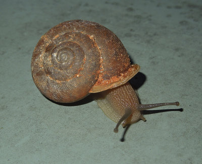 Unidentified Land Snail