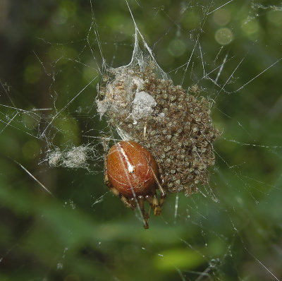 Cobweb Spider with Spiderlings