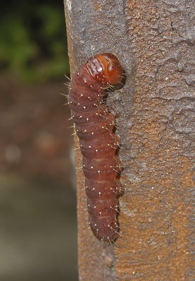 Dagger Moth (Acronicta) Caterpillar