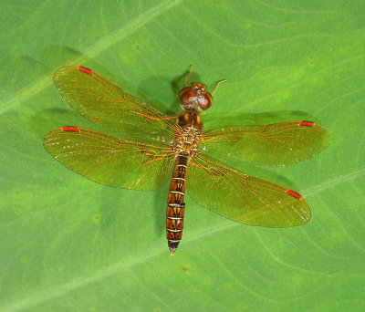Skimmer Dragonflies: Genus Perithemis (Amberwings)