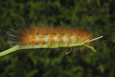 Virginian Tiger Moth Caterpillar (8137)