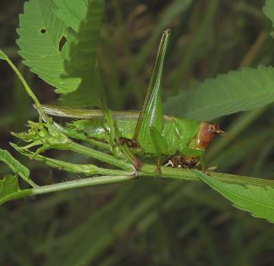 Red-headed Meadow Katydid