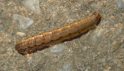 Fall Armyworm Moth Larvae  (9666)