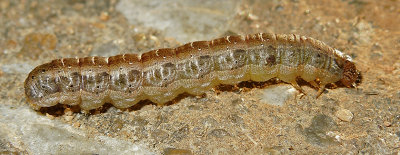 Fall Armyworm Moth Larvae (9666)