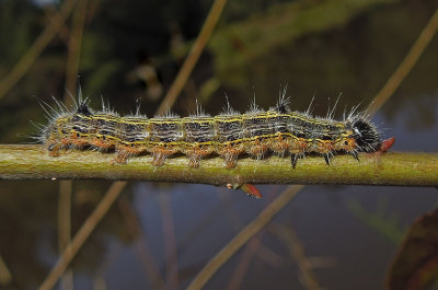 Angle-lined Prominent Moth Caterpillar (7896)