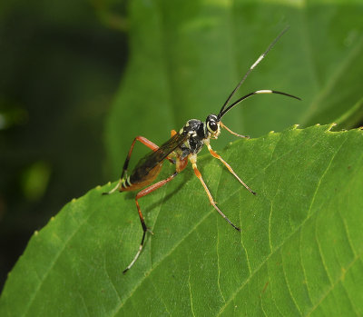 Cryptini