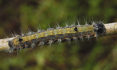 Angle-lined Prominent MothCaterpillar (7896)